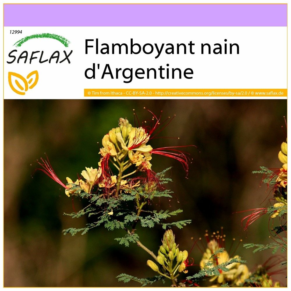Flamboyant nain d'argentine - 10 graines - caesalpinia gillesii x spinosa