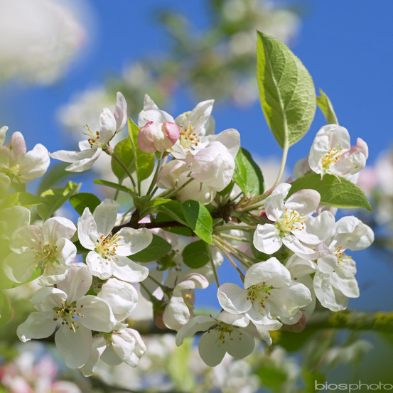 Malus Evereste Perpetu : conteneur 25 litres