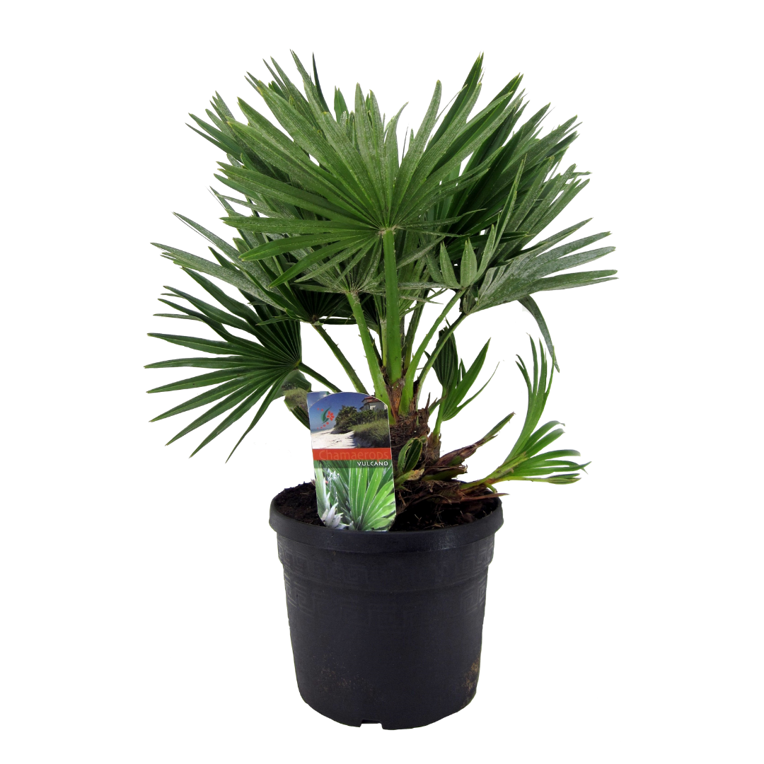 Chamaerops 'vulcano' - palmier nain - pot 19cm - hauteur 35-45cm