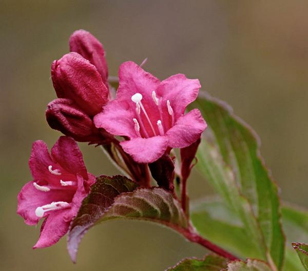 Weigelie 'Styriaca'