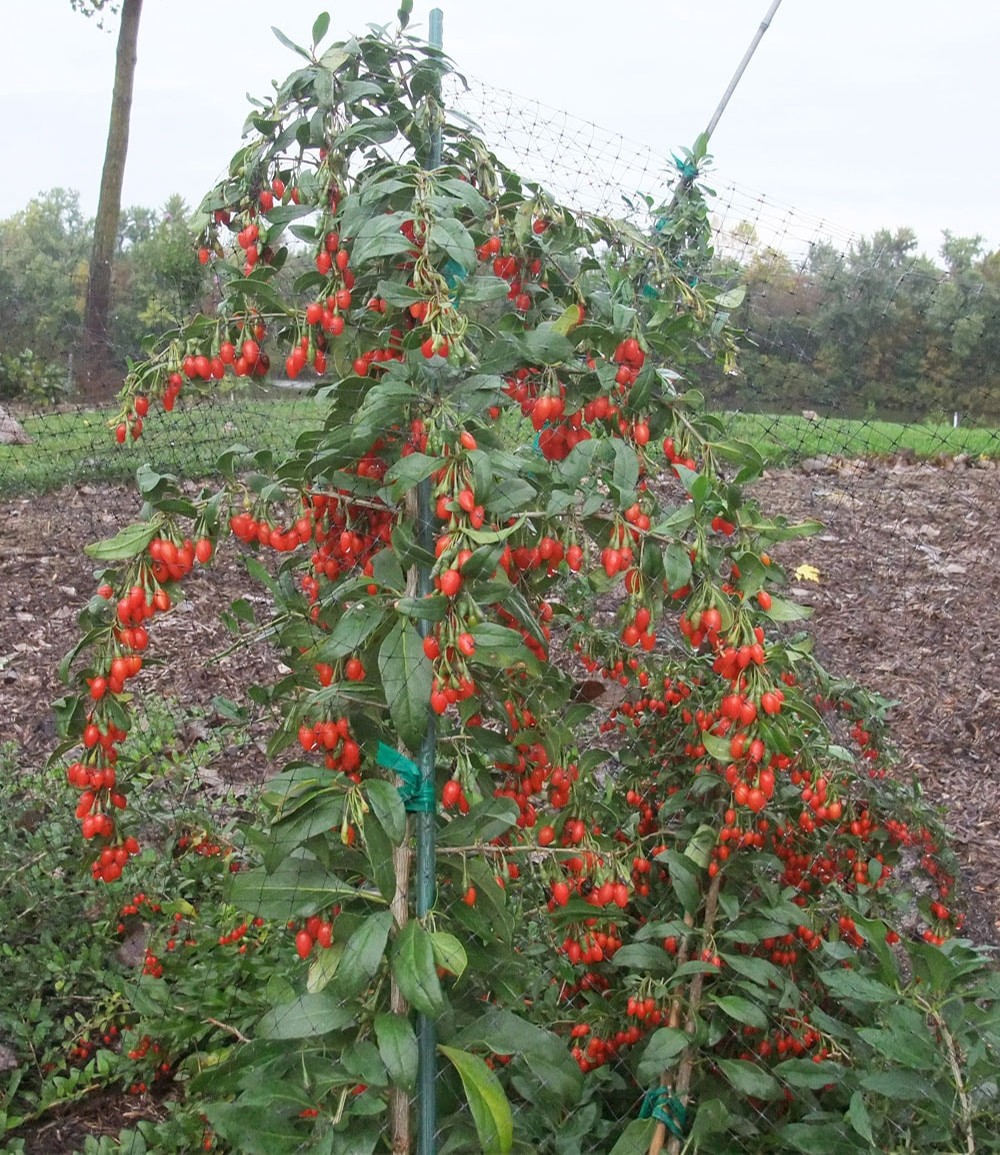 Goji 'Sweet Lifeberry®'