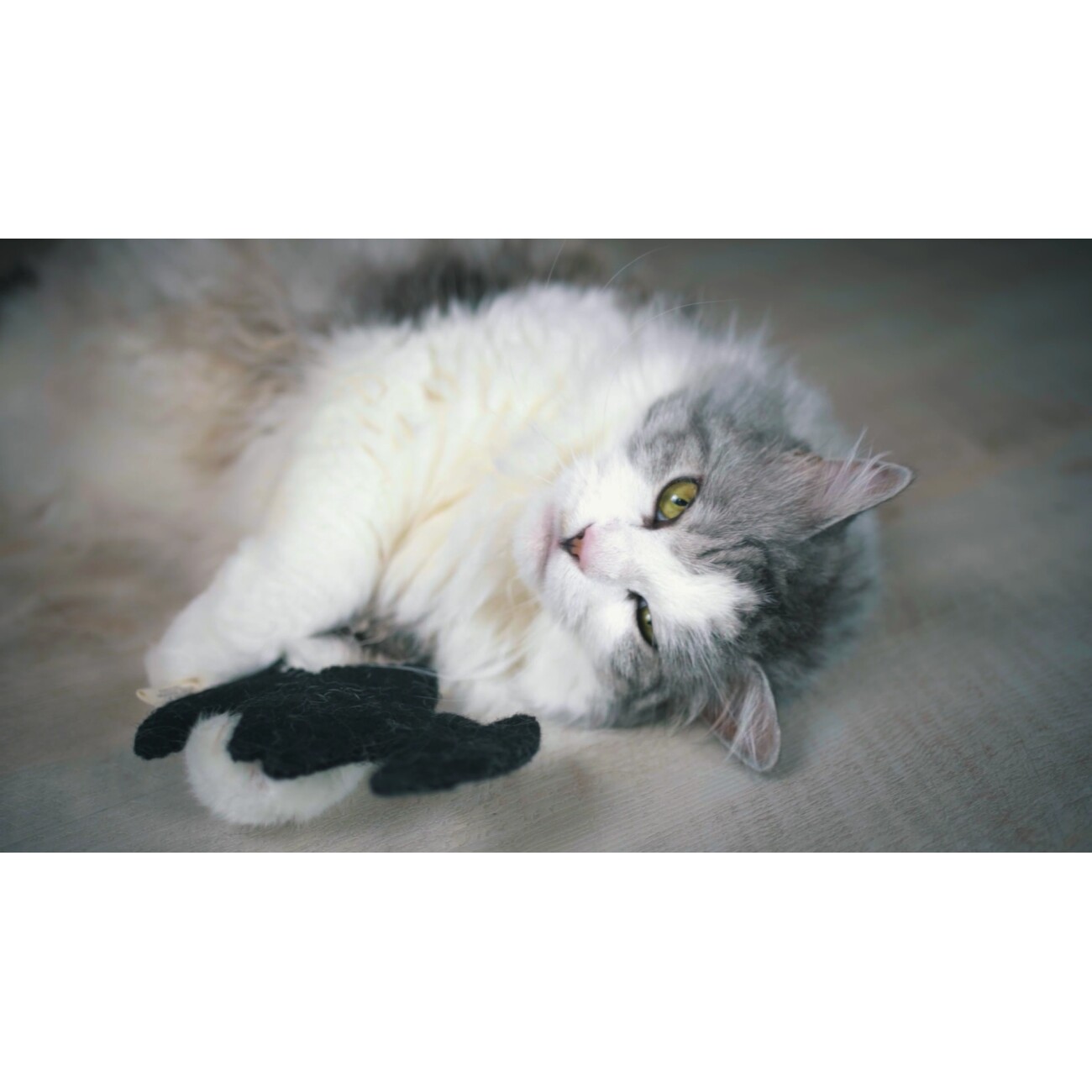 Catlabs Spielzeugset: Miau Moments