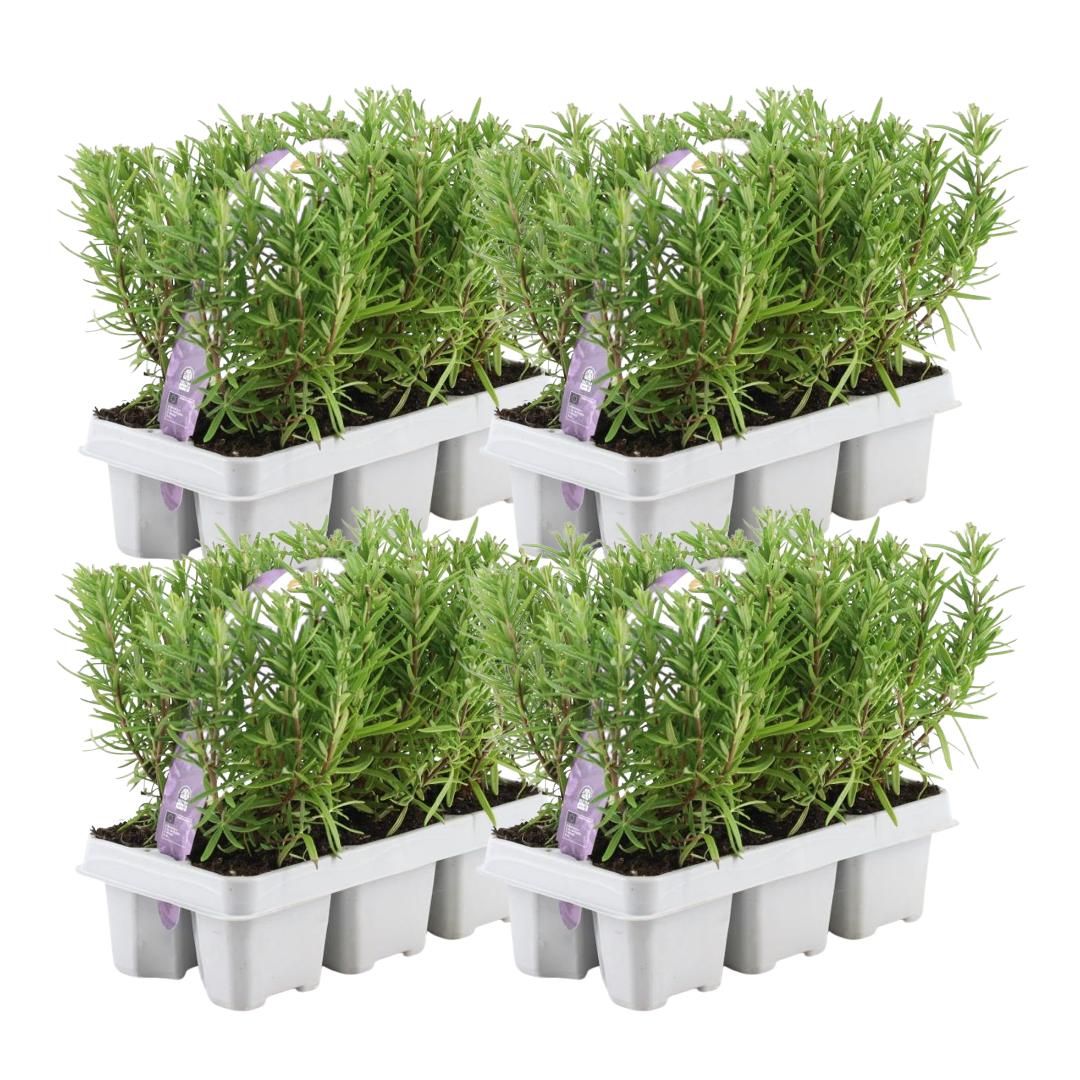 Romarin - 4 packs de 6