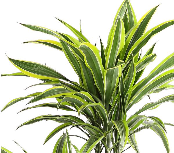 Drachenbaum - Dracaena fragrans 'Lemon Lime'