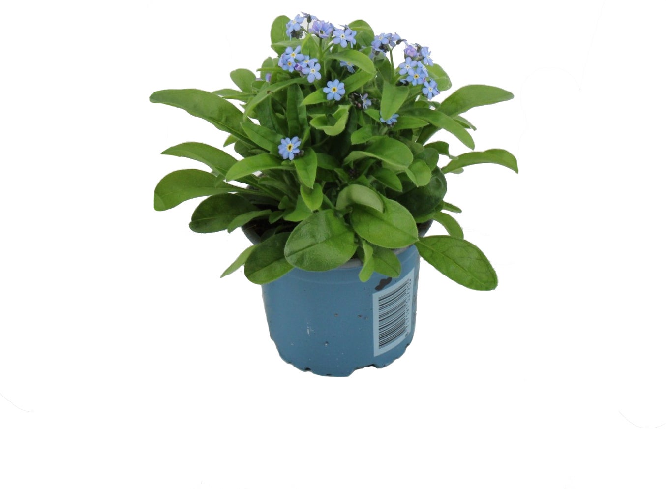 Vergeet-mij-nietje (Myosotis sylvestris 'Mon Amie') blauw D 10,5 H 25 cm