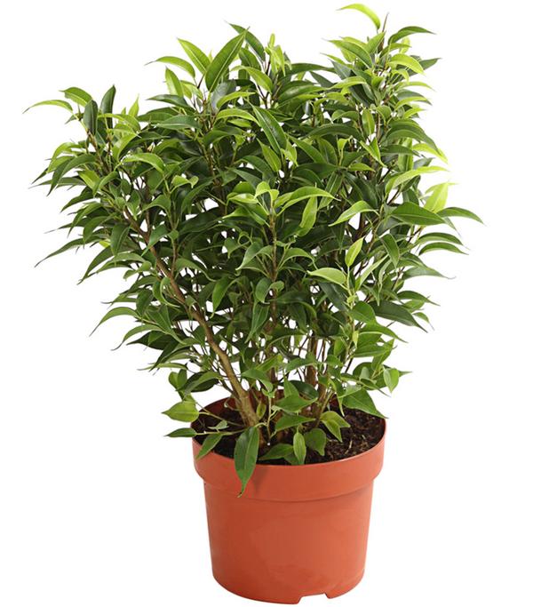 Birkenfeige - Ficus benjamina 'Kinky',