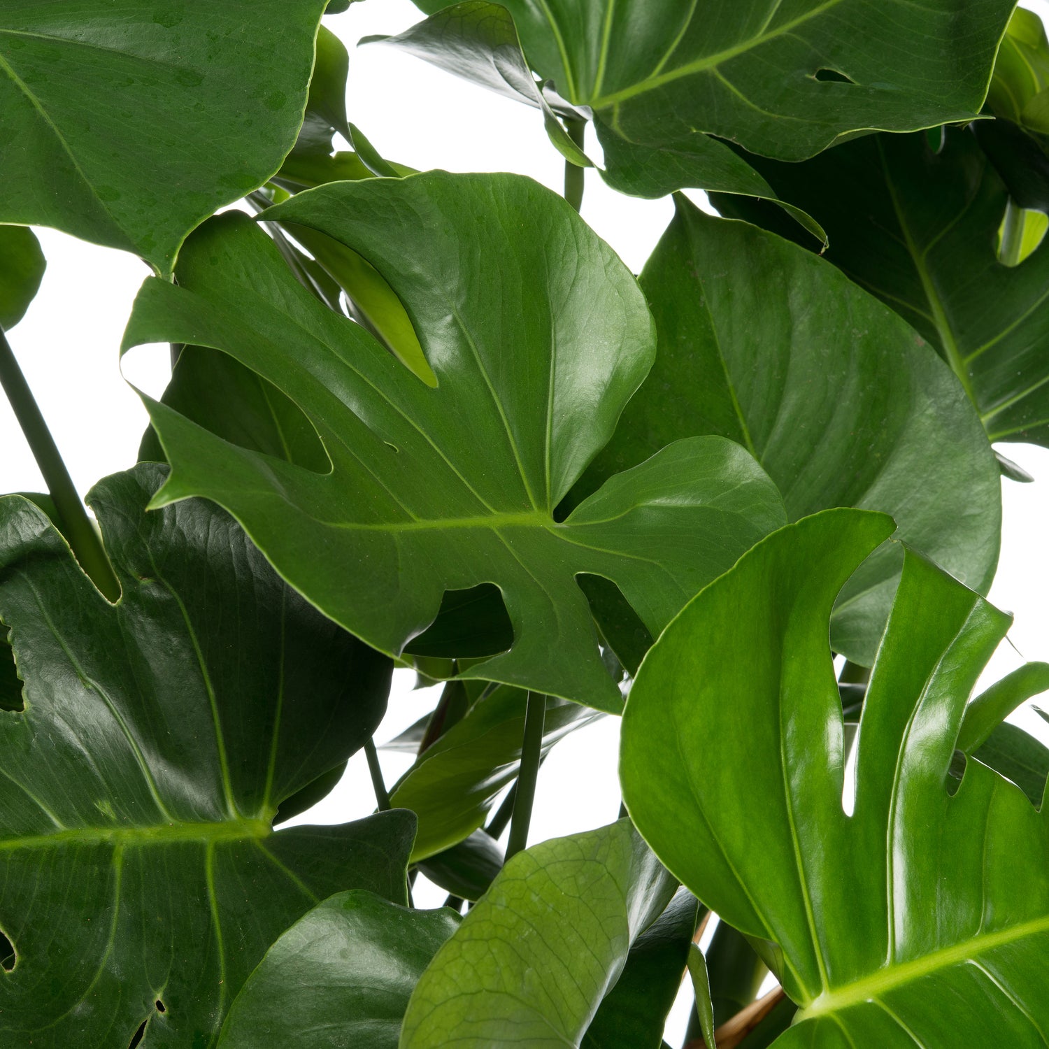 Gatenplant (Monstera deliciosa) D 35 H 85 cm