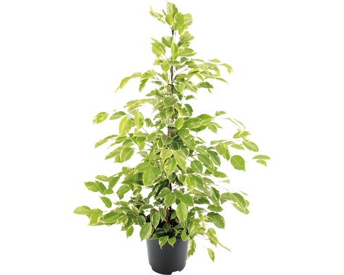 Ficus benjamina 'Golden King' (FloraSelf) H 100-110 cm Ø 21 cm pot