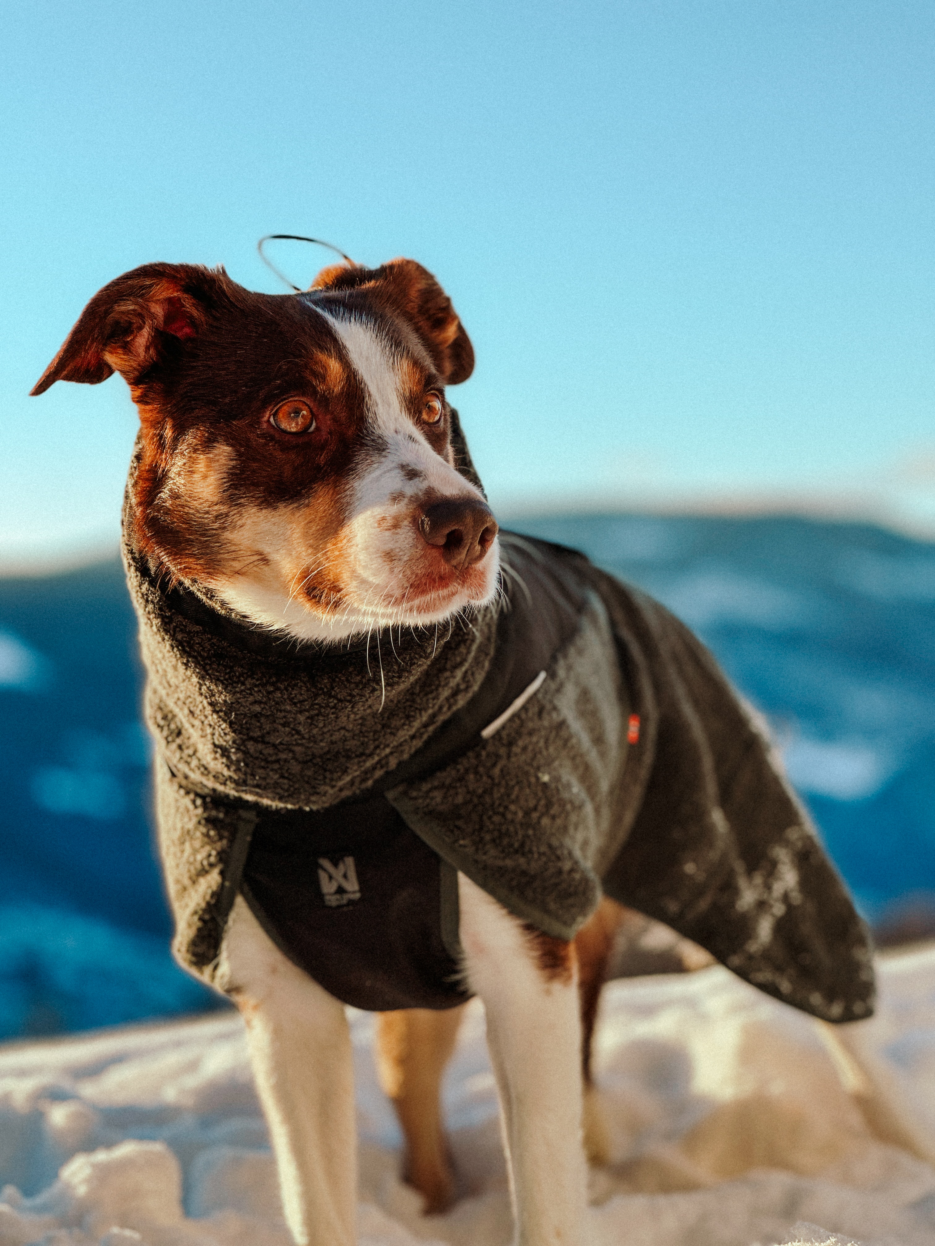 Non-Stop Dogwear Wool dog jacket<br>Absorberer fuktighet uten å bli kald eller føles våt