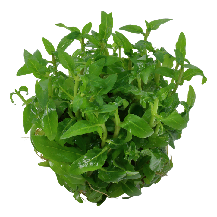 Waterplant Staurogyne Repens