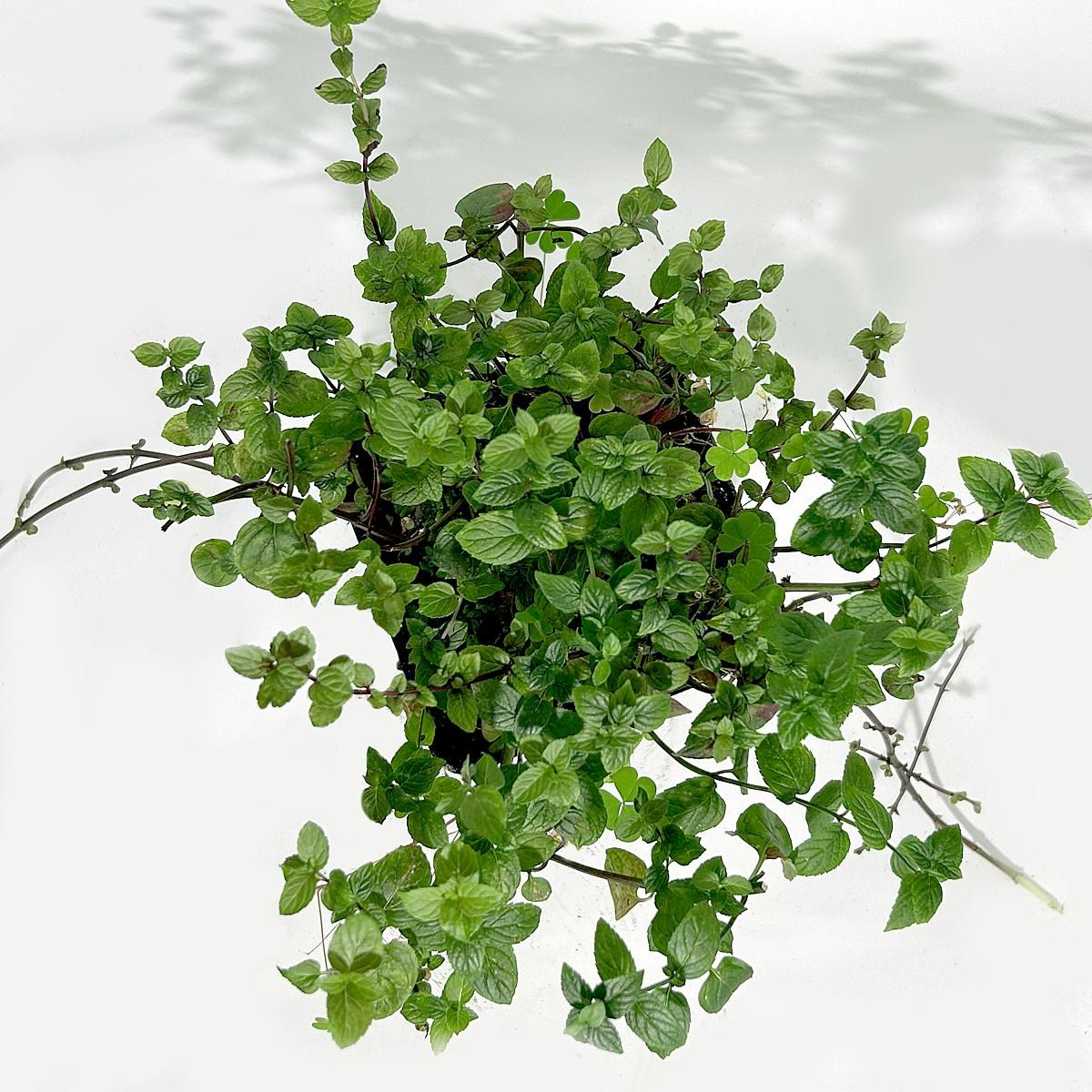 SMART GREENS SCHOKOMINZE getrocknet, 30g