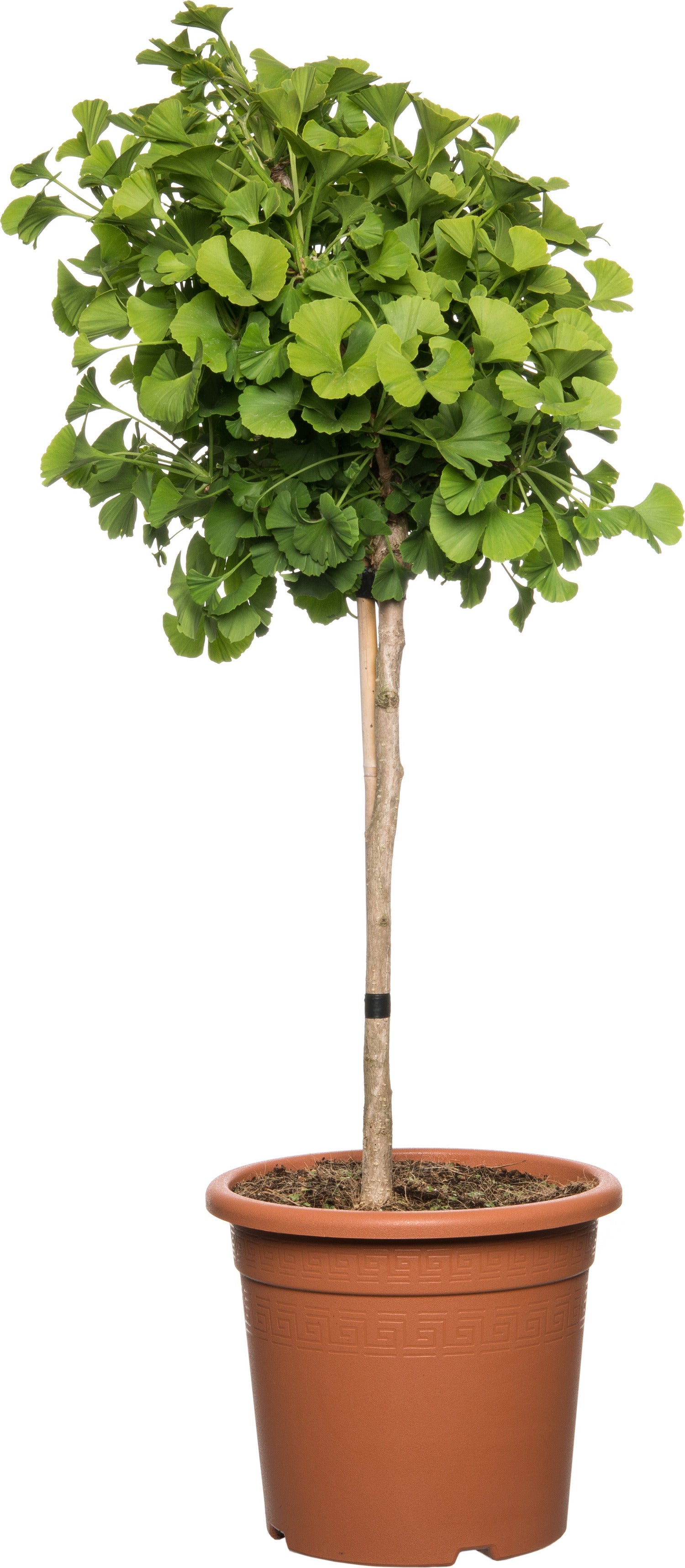 Japanse Notenboom op stam (Ginkgo biloba) D 27 H 90 cm