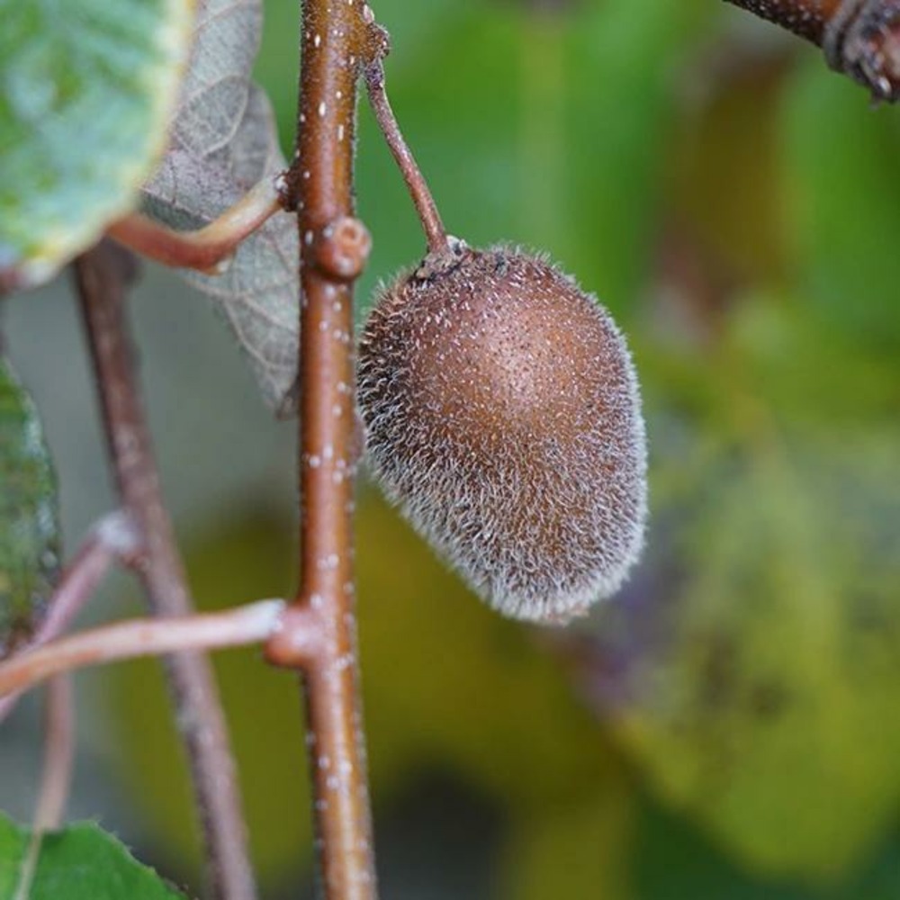 Kiwi autofertile 'solissimo®' (renact) - actinidia chinensis 3l
