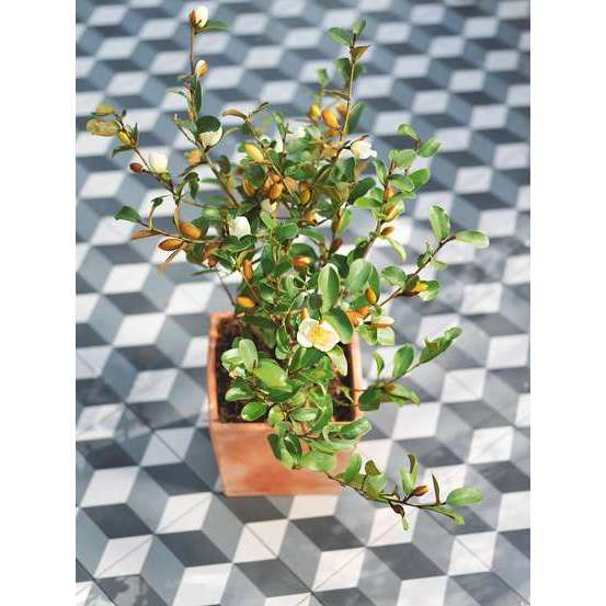 Petit pot carré en terre cuite L. 21 x l. 21 x H. 19cm