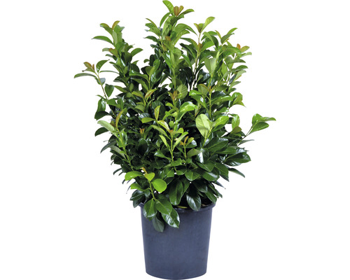 Laurierkers, laurierkers FloraSelf Prunus laurocerasus 'Etna'® H 80-100 cm Co 15 L