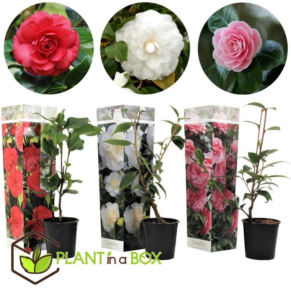 Camellia japonica - mélange de 3 - rouge,blanc,rose - pot 9cm - hauteur 25-40cm