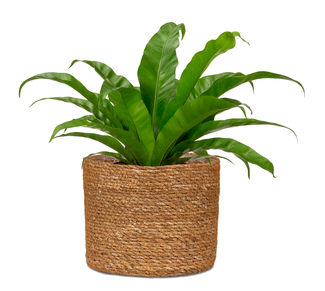 Scheurich Seagrass 22, plantenbak/mand van riet van zeegras, kleur: Notenhout, diameter 22 cm, hoogte 19,5 cm, inhoud 7,5 l.