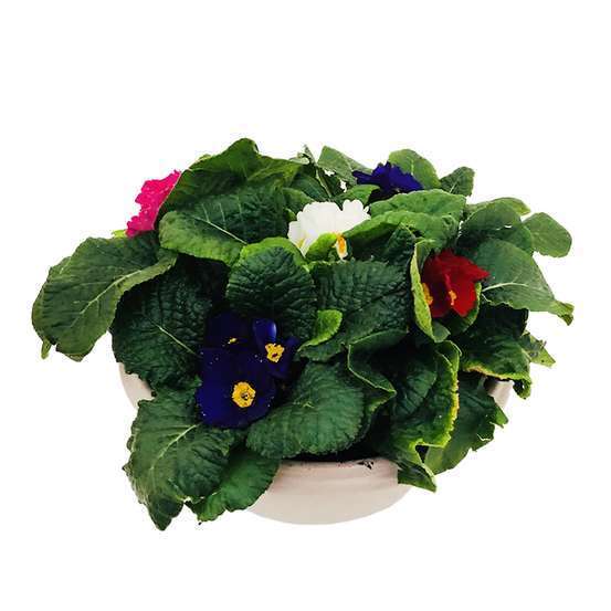Primevère : coupe de 5 plantes - Coloris variables