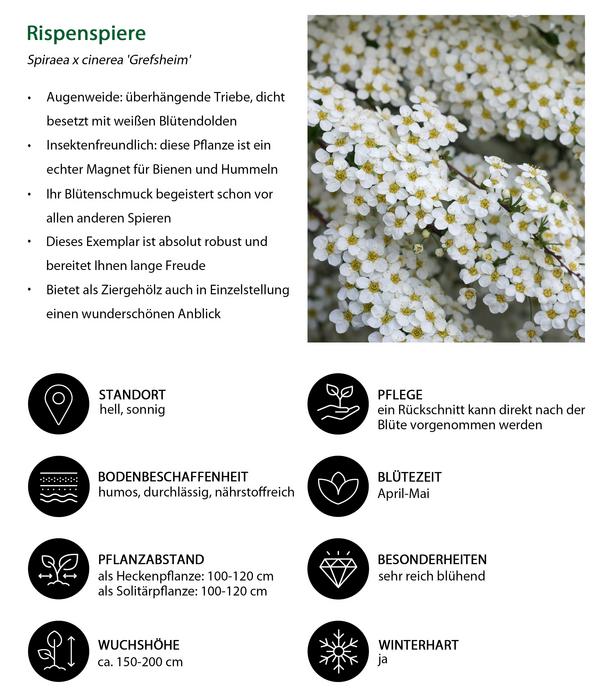 Blütenhecke Romance, 4-teilig
