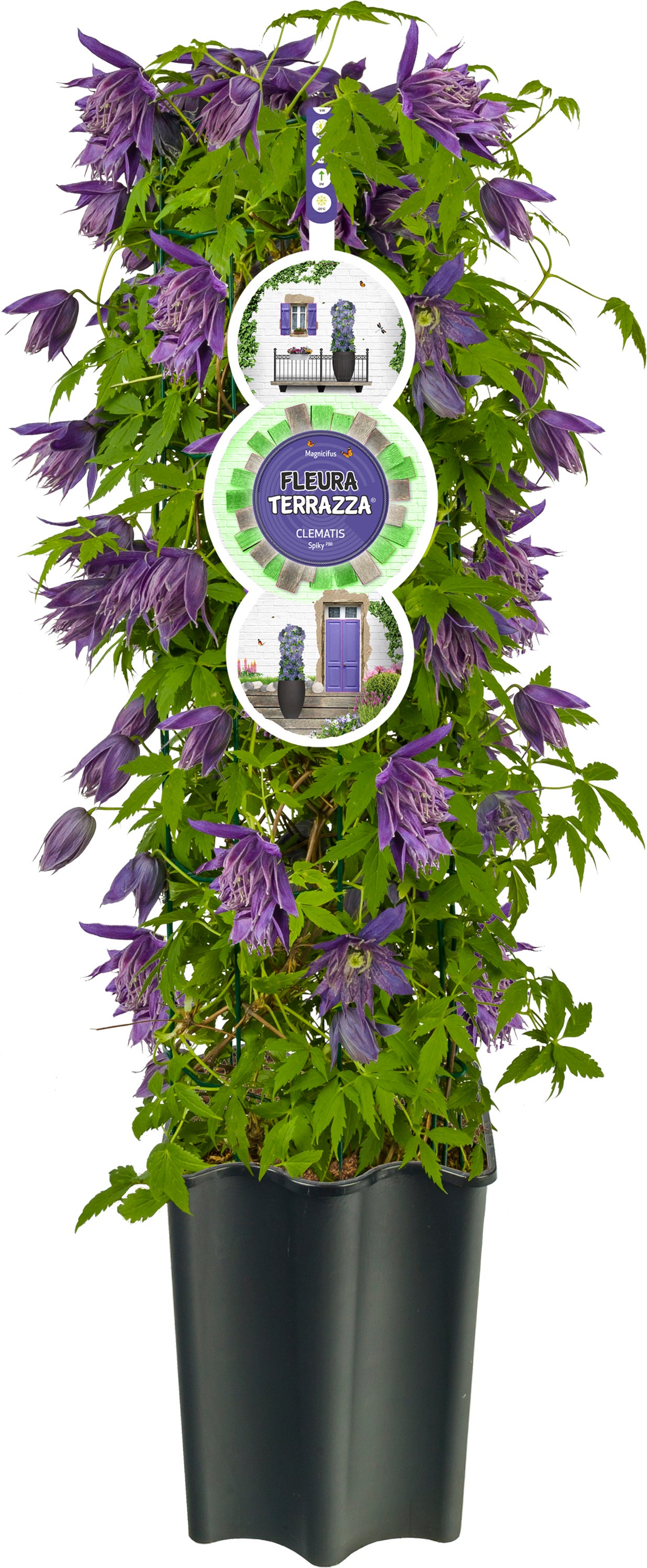 Bosrank (Clematis 'Octopus' PBR) D 16 H 75 cm