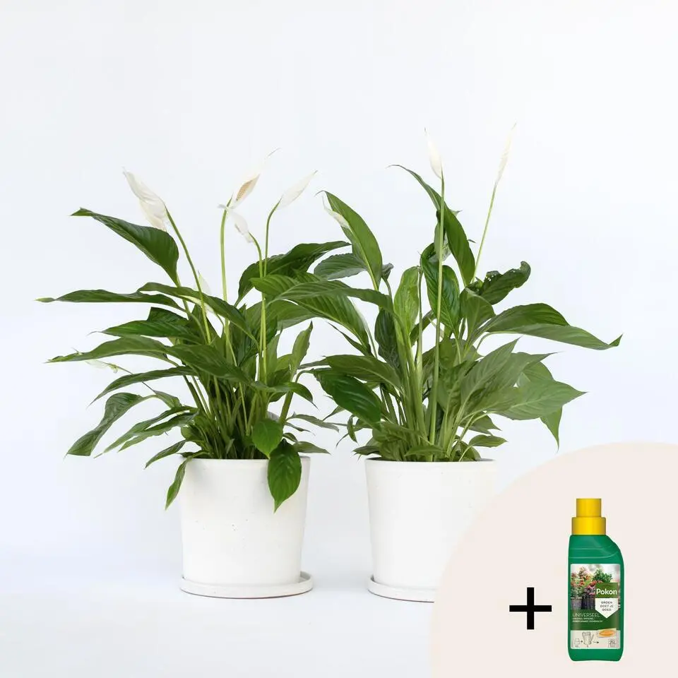 Lepelplant   Pokon - Set van 2 - Spathiphyllum 'Lima' - Hoogte 60-75cm - ⌀17cm