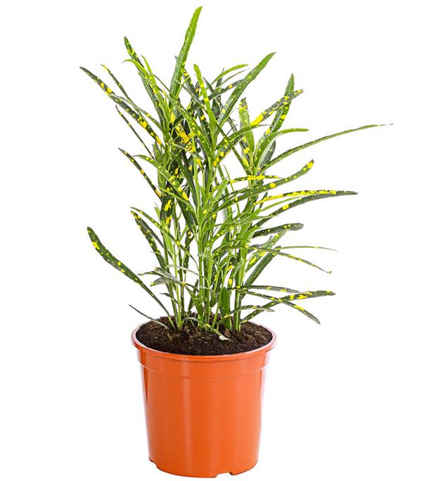 Wunderstrauch - Codiaeum variegatum,