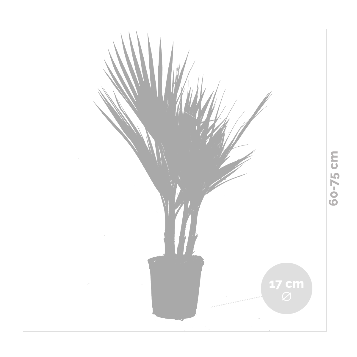 2x washingtonia robusta - palmier mexicain - palmier extérieur - persistant – ⌀17 cm - ↕60-75 cm