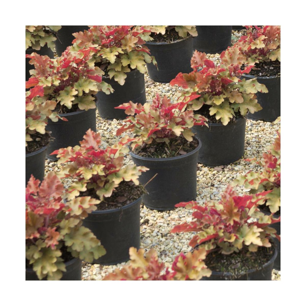 Heuchere x marmalade®/heuchera x marmalade®[-]godet - 5/10 cm