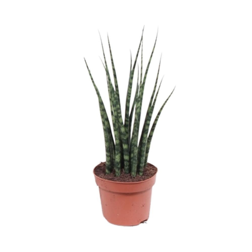 Plante d'intérieur - sansevieria 'fernwood mikado' 40.0cm
