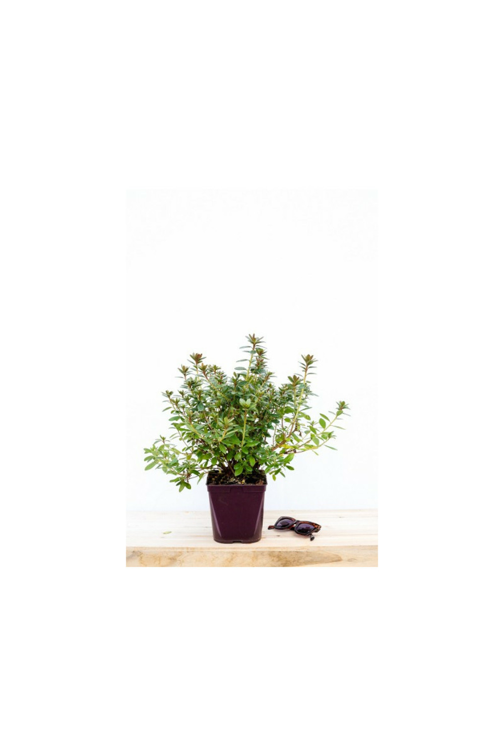 Azalée du japon 'radja ' - 3l