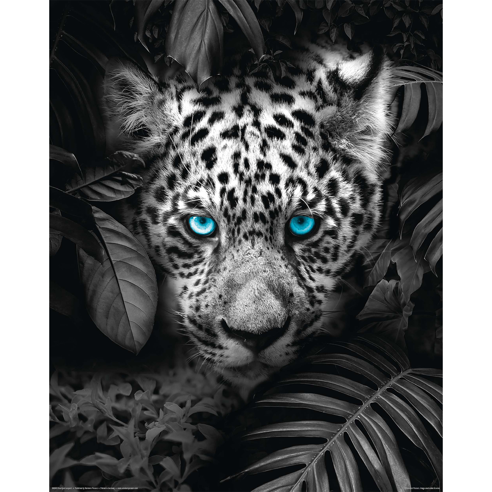 Deco Panel LEOPARD BLAUE AUGEN - 40x50 cm