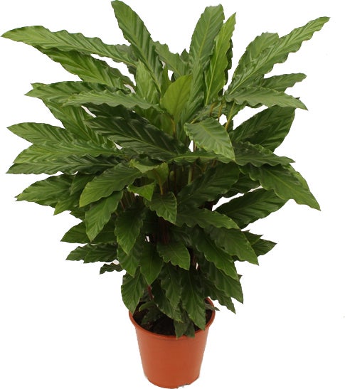 Calathea (Calathea rufibarba 'Miroscha') D 19 H 75 cm