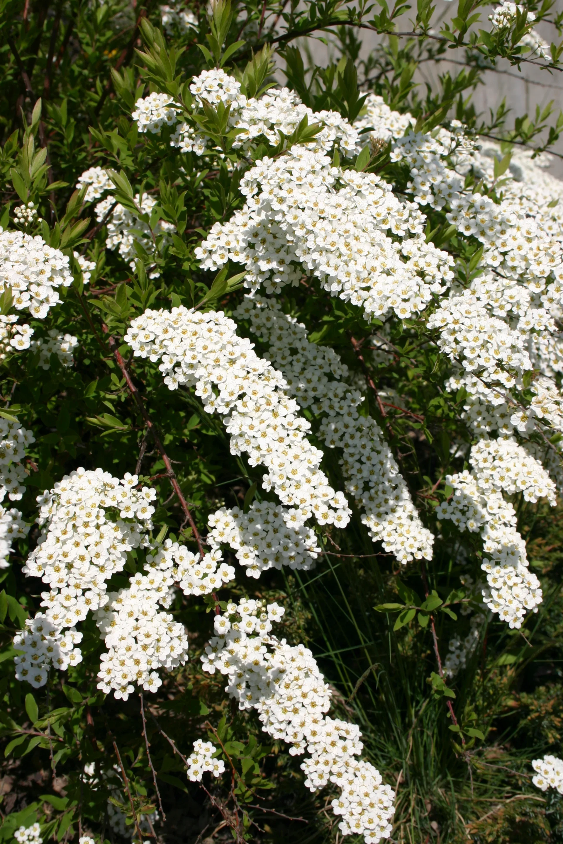 Spiraea x cinerea 'Grefsheim' Brudespirea 'Grefsheim' Ø15 cm