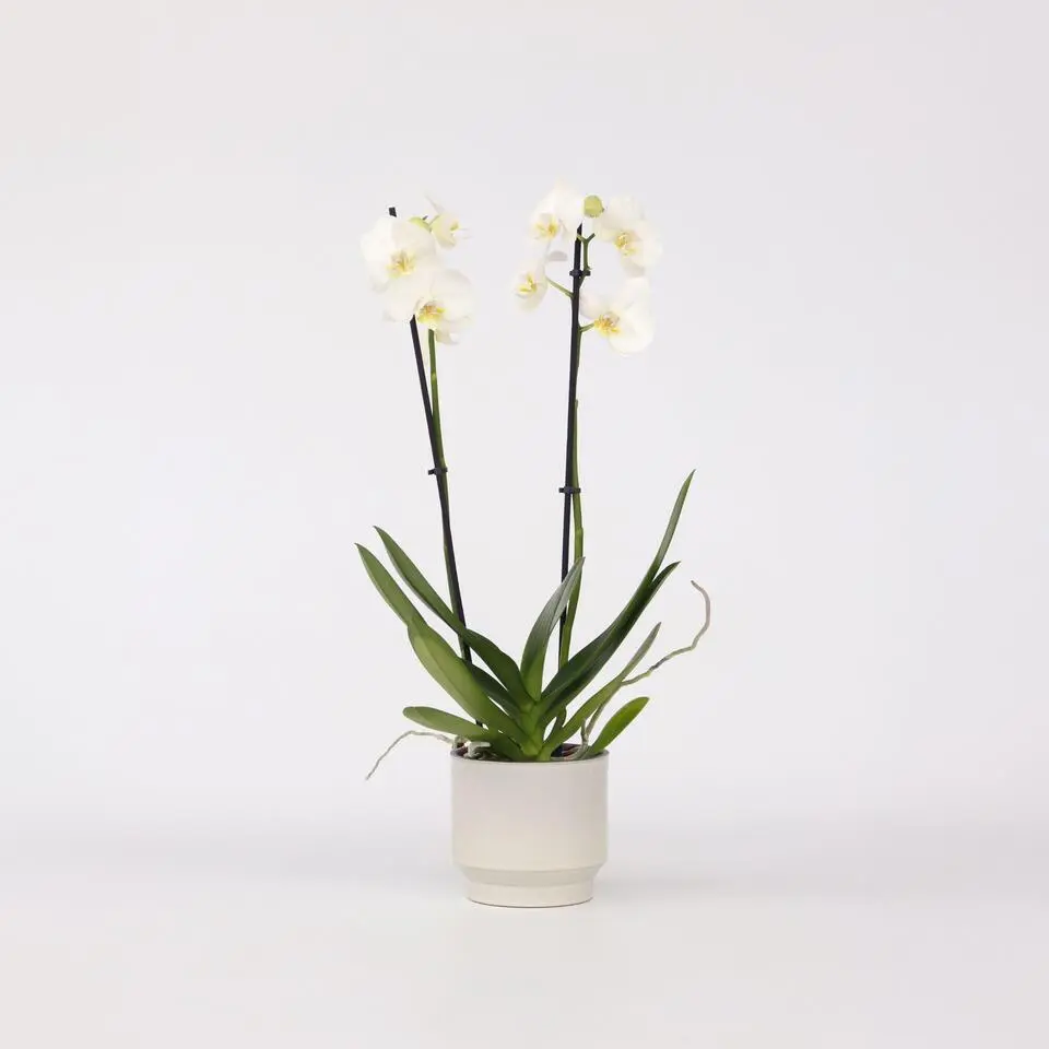 Orchidee - Phalaenopsis - Hoogte 50-60cm - ⌀12cm