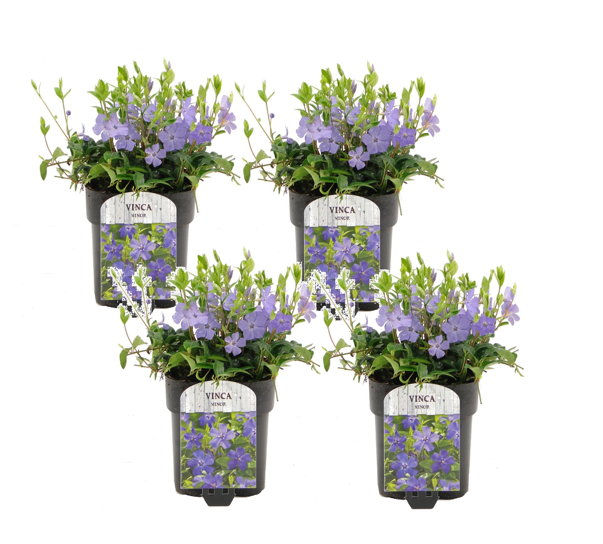 Vinca minor - set de 4 - petite pervenche - pot 17cm - hauteur 25-40cm