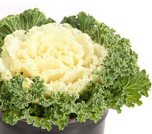 Zierkohl