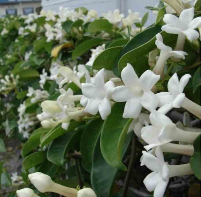 Stephanotis floribunda (jasmin de madagascar) taille pot de 25l- 125/150cm