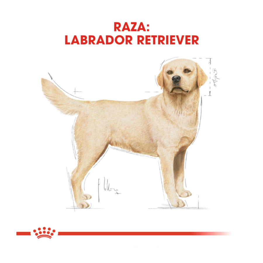 Ração Royal Canin Adult para cães da raça Labrador Retriever