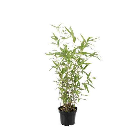 Bambou moyen semiarundinaria makinoi: pot de 3 litres