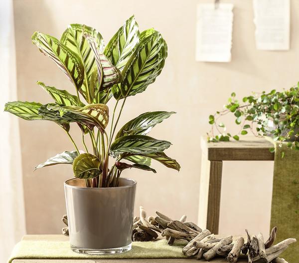 Korbmarante - Calathea roseopicta
