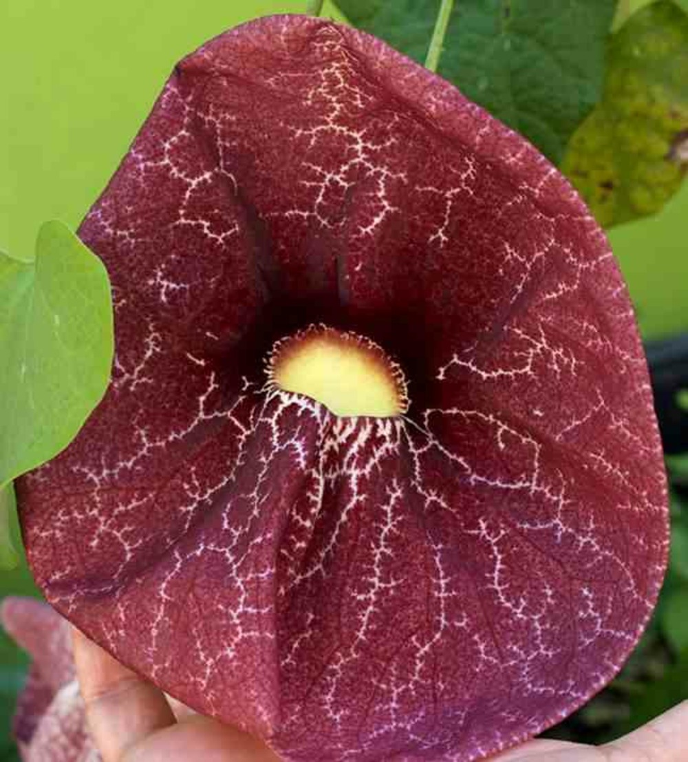 Aristolochia gigantea (aristoloche) taille pot de 25l -200cm