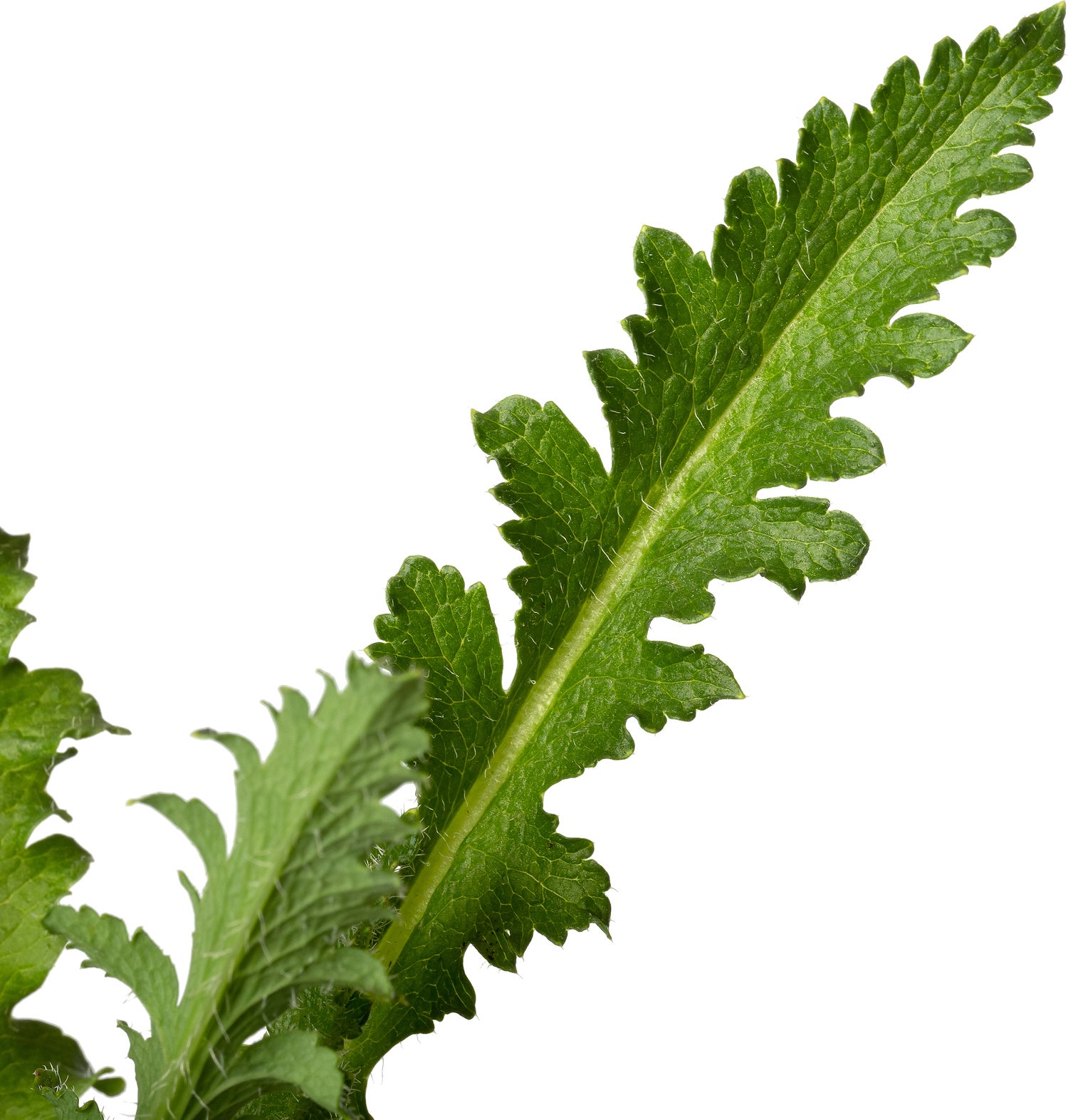 Papaver (Papaver orientalis 'Salmon Glow') D 11 H 80 cm