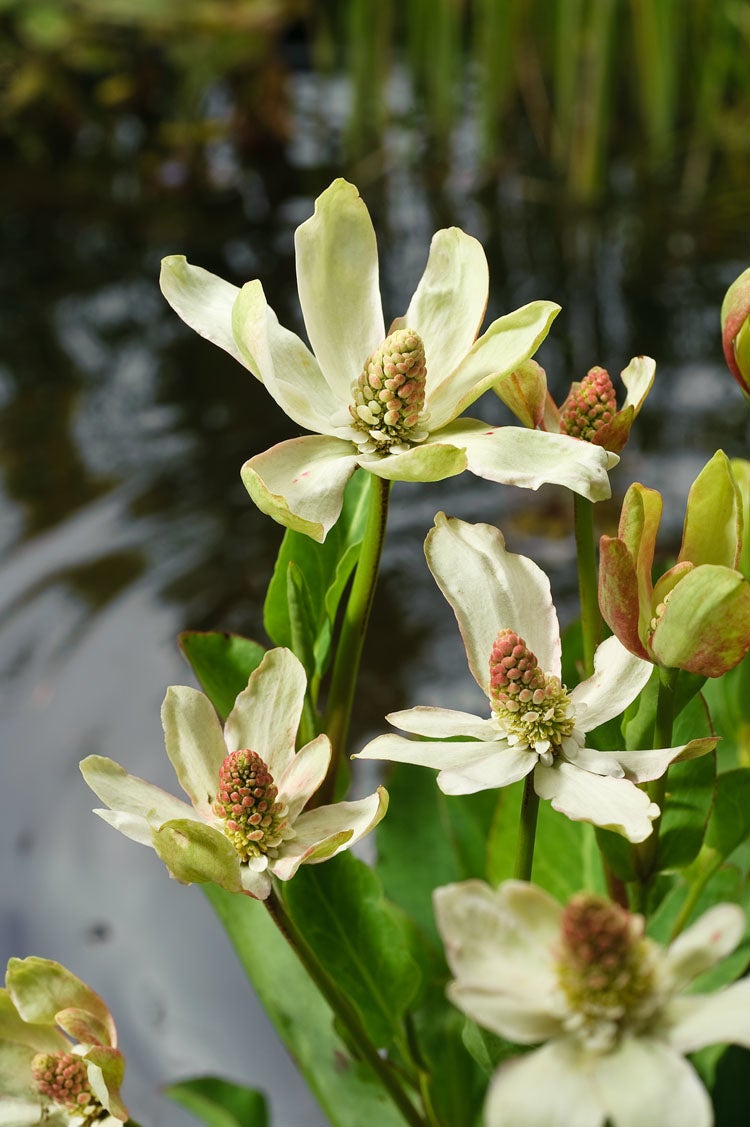 Water Anemoon (Anemopsis californica) D 9 H 20 cm