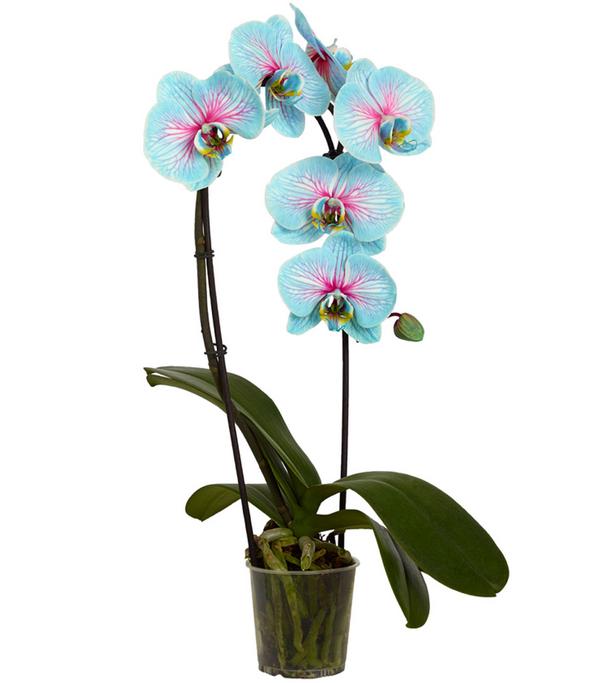 Schmetterlingsorchidee - Phalaenopsis