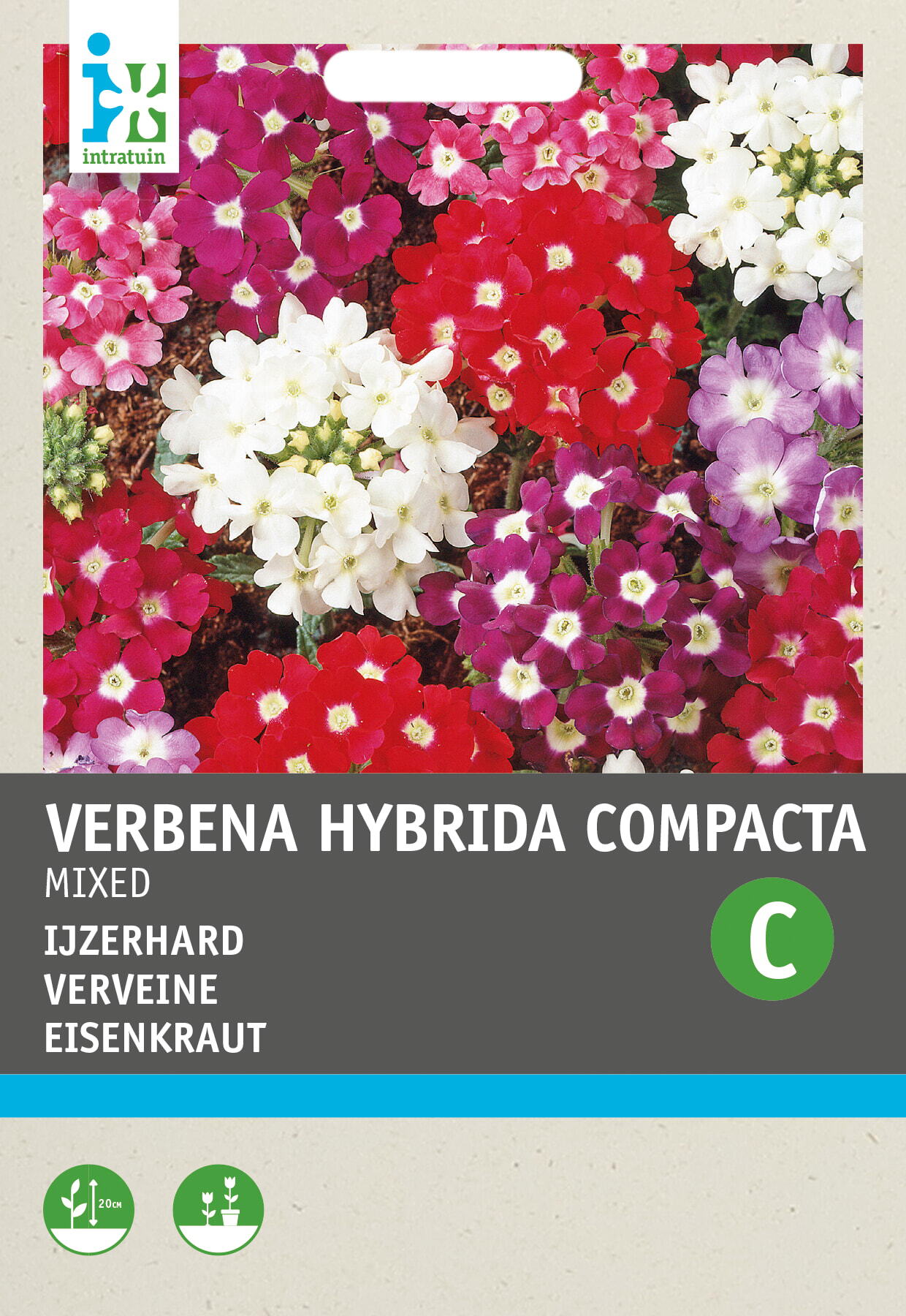 Intratuin bloemenzaad IJzerhard gemengd (Verbena hybrida compacta)