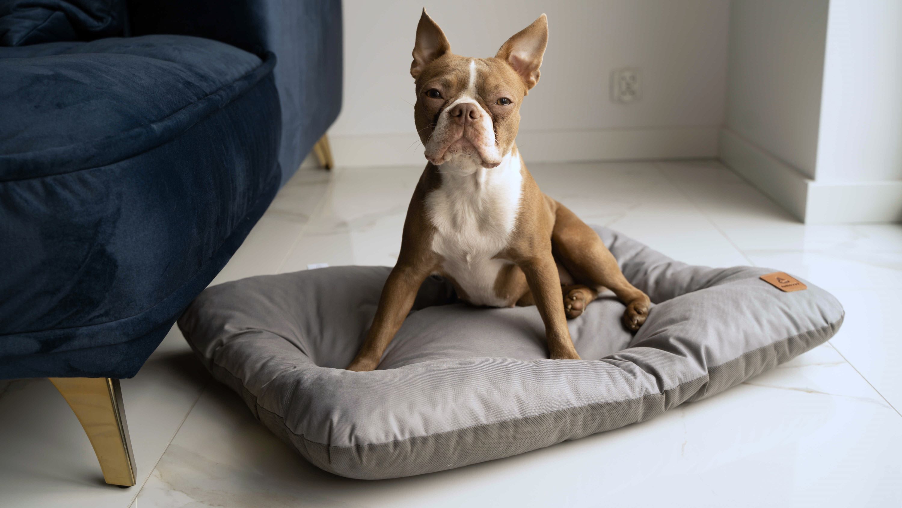 Animood Hundebett-Kissen Mort grau XL Tierbett Tiersofa