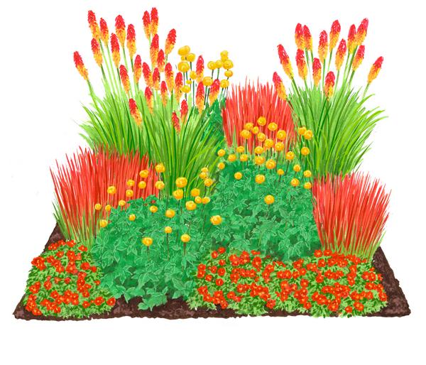 Bio Stauden-Set Feuerwerk im Garten, Landlust