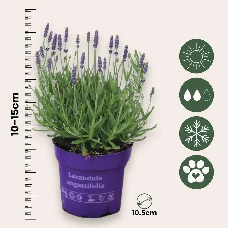 Lavendel - Set van 12 - Lavandula angustifolia - Hoogte 10-15cm - ⌀10,5cm