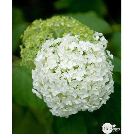 Hydrangea arborescens 'Annabelle', ctr 10 L