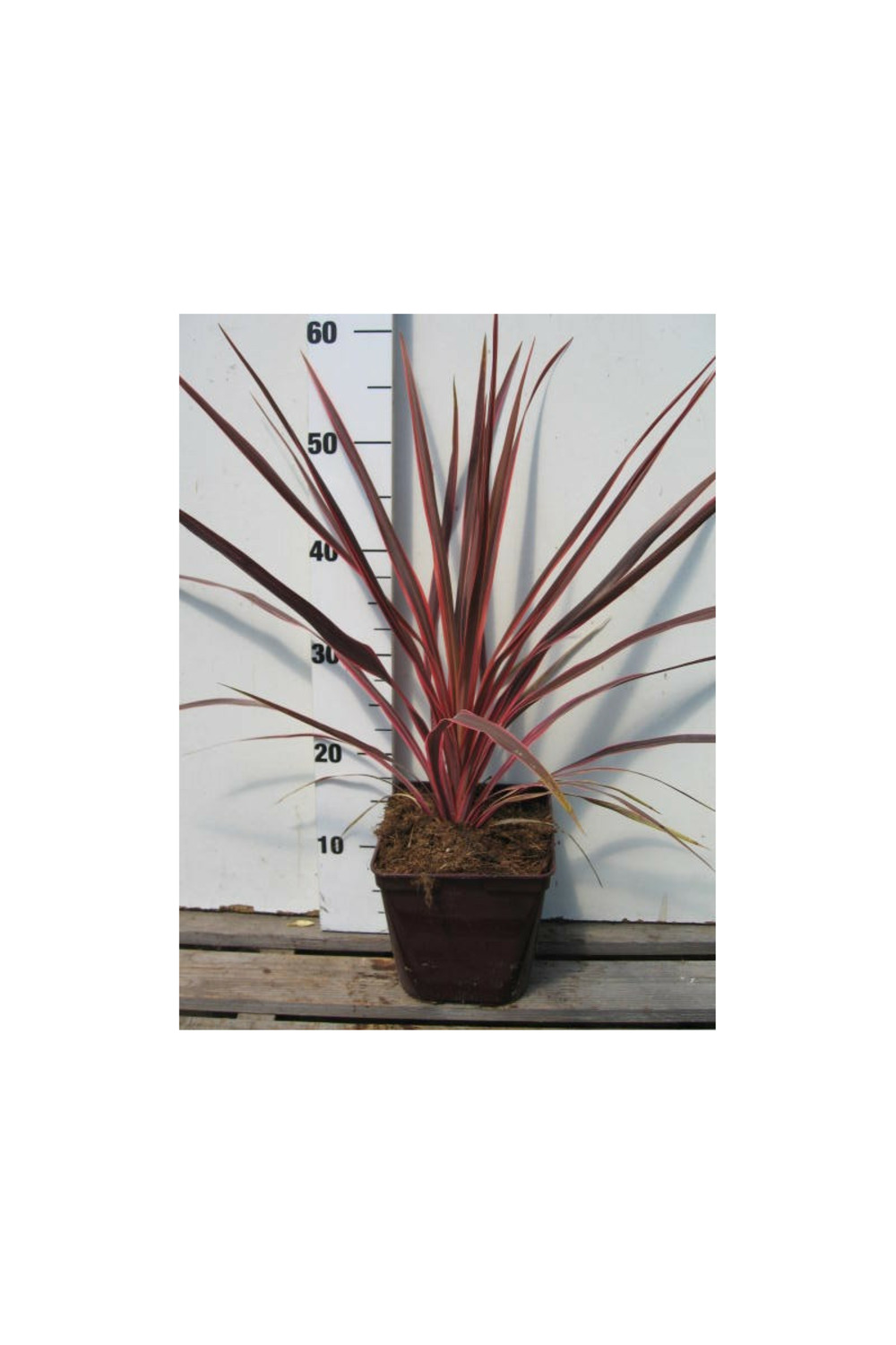 Cordyline 'cherry sensation' - 3l